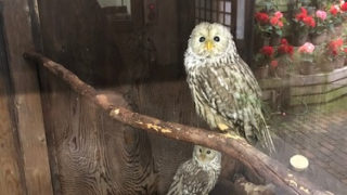 フクロウ